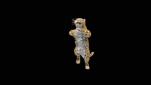 Leopard Dancing HD