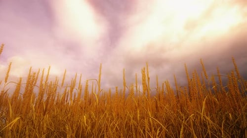 Wheat Field At Sunset