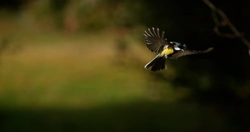 Great Tit, parus major, Adult in Flight, Normandy, Slow motion 4K