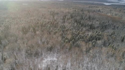 Forêt paysagère