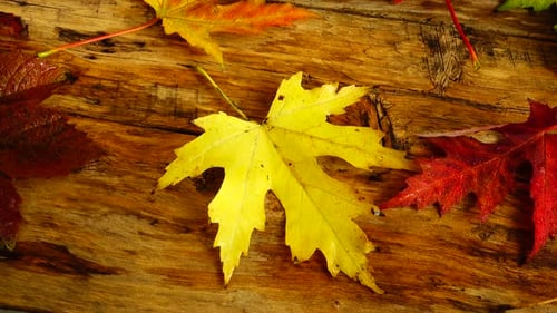 Autumn Leaves Displayed on Rustic Wooden Surface
