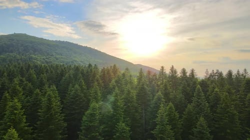 Aerial View of Green Pine Forest with Dark Spruce Trees Covering Mountain Hills at Sunset