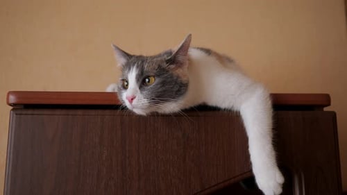 Lazy Cat Resting Atop a Cabinet Indoors