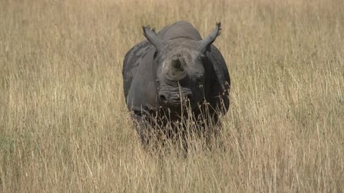 Rhinoceros Standing in Tall Grass in African Savanna