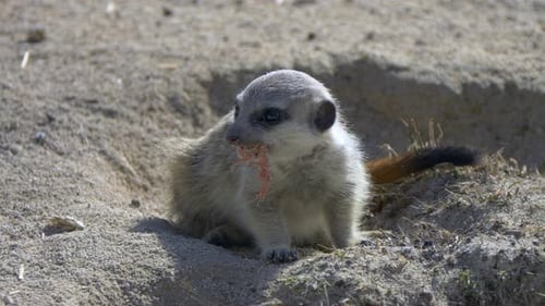 Nahaufnahme von Erdmännchen, die bei Sonnenlicht im Freien in der Natur Fleisch isst - Zeitlupe