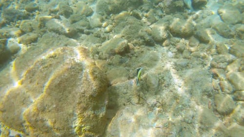 Colorful Exotic Tropical Fish in the Ocean Swimming Moving By the Coral Reefs