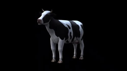 Cow Idle From View Front Side