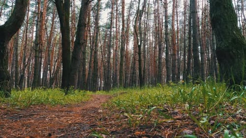 Path in the Green Forest