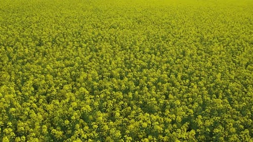 Rapeseed Field 09