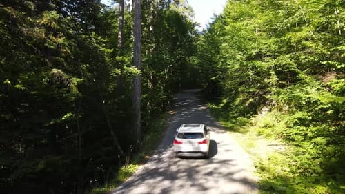 Auto fahren Wald