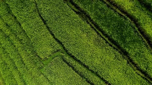 Amazing Rice Fields in Asia