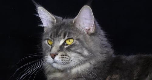 Blue Blotched Tabby Maine Coon Domestic Cat, Portrait of Female against Black Background