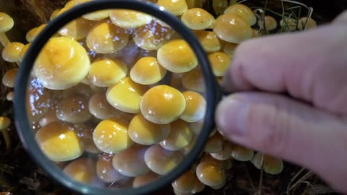 Hand watching group of mushroom in forest through magnifying glass.Close up shot.