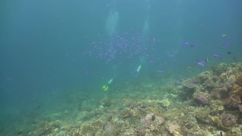 Coral Reef with Fish Underwater. Camiguin, Philippines