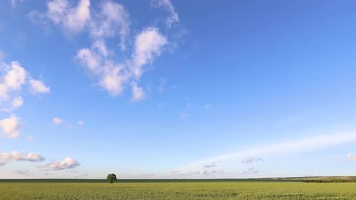 Aerial View of Green Field with Solitary Tree