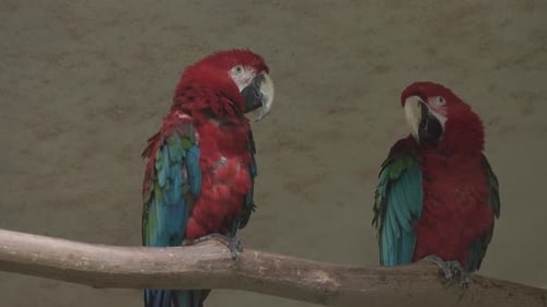Two Colorful Scarlet Macaws Perched on a Branch