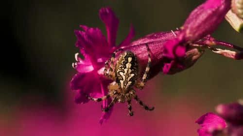 Eine große schöne Spinne auf einer Blütenknospe