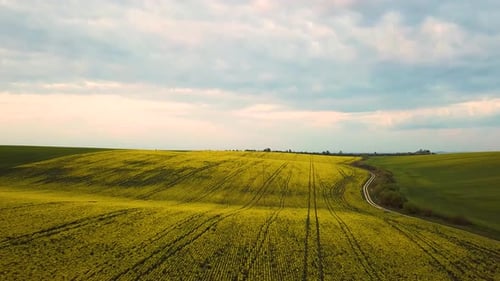 Aerial view of bright green agricultural farm field with growing rapeseed plants and cross country