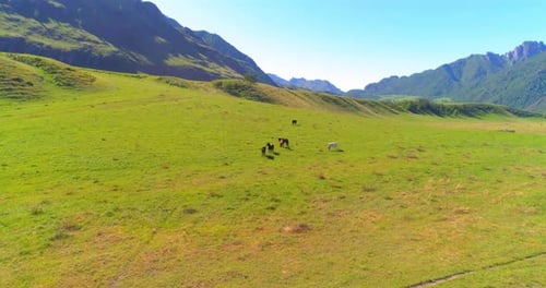 Flug über Wildpferdeherde auf Wiese