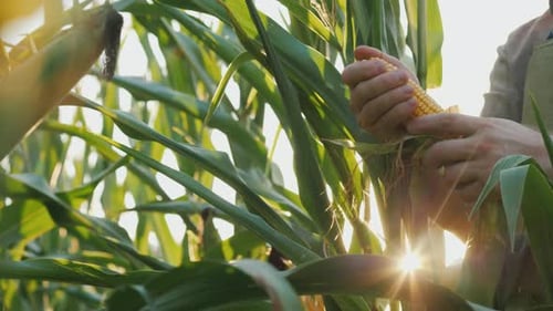 Farmer Inspects Corn in Golden Sunlight