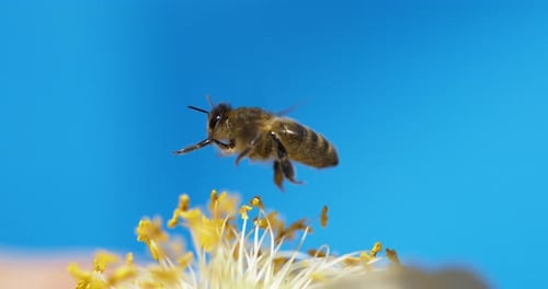 |European Honey Bee, apis mellifera, black Bee in Flight, Normandy, Slow motion 4K