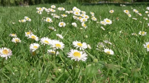 Gänseblümchen im Park Spring Pan 4k UHD