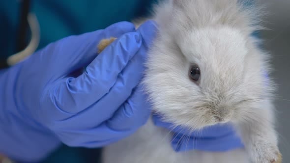 Vet Examining Rabbit Paw for Injury, Diagnosing Fungal Diseases ...