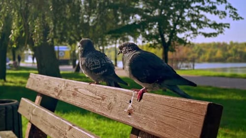 b Roll Birds Park en otoño