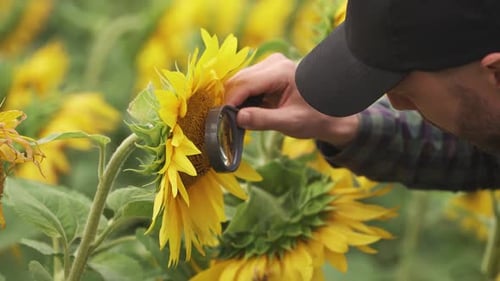 An Farmer Stands in the Field of Sunflowers and Looks at the Sunflower Seeds Through a Magnifying