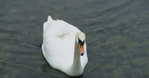 White swan swimming in a lake