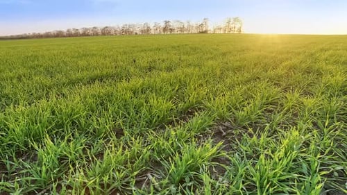 Natural Wheat Field, Camera Movement To the Side. Close-up on Green Sprout Stalks. Fresh Young Wheat