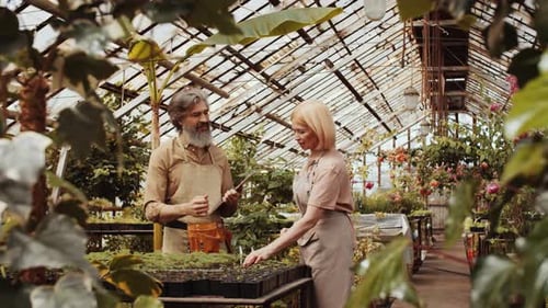 Gardeners Inspecting Seedlings in a Lush Greenhouse