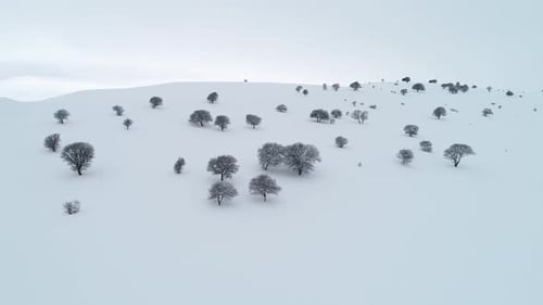 White Lands In Winter