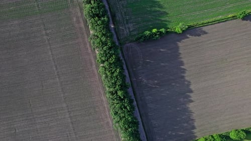Drone Flies Over Green Agriculture Field