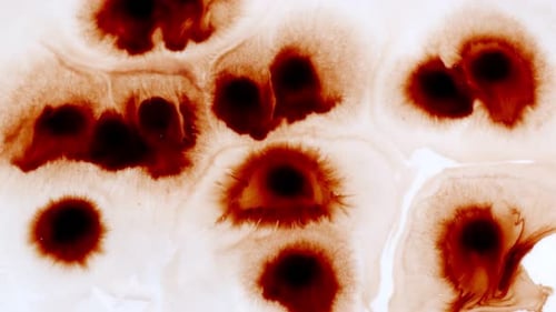 Dark Red Paint Spreading on White