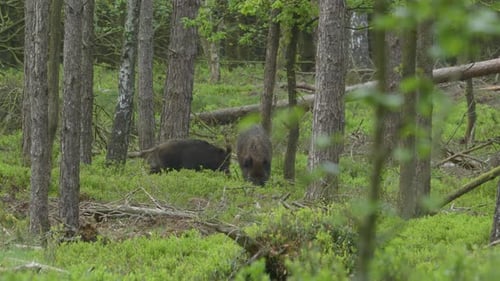 Two wild boars foraging deep within green woodland looking for food