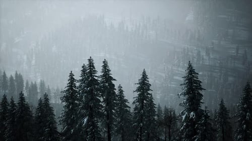 Winter Snowy Forest Landscape with Pine Trees in Fog