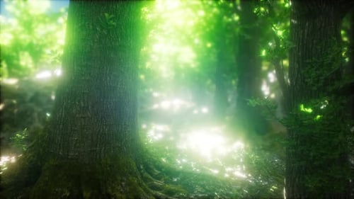 Rayons de soleil qui brillent dans la forêt naturelle de hêtres