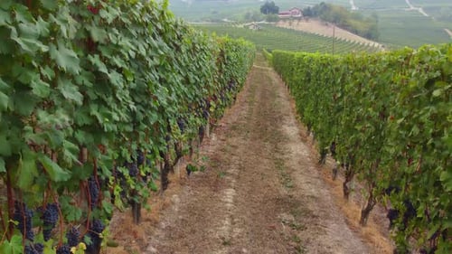 Viticulture Field, Winery Cultivation