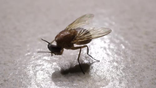 Brown Fly Resting Extreme Close Up