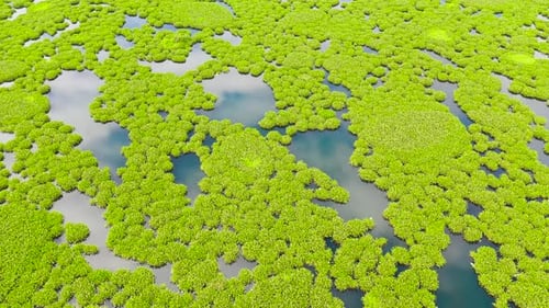 Lake with Mangroves on the Island of Mindanao Philippines