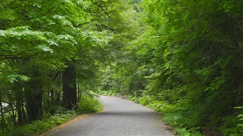 Straße zwischen Bäumen im Wald.