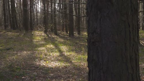 Sun Beams At The Pine Forest 17