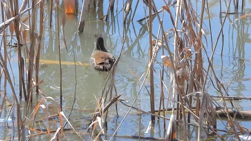 A Common Moorhen, Waterhen, Swamp Chicken Bird Alone in a Wetland