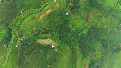 Aerial top view of paddy rice terraces, green agricultural fields in Vietnam.