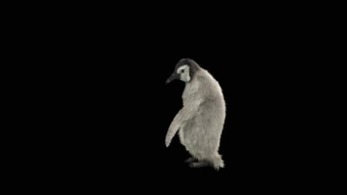 Penguin Dancing HD