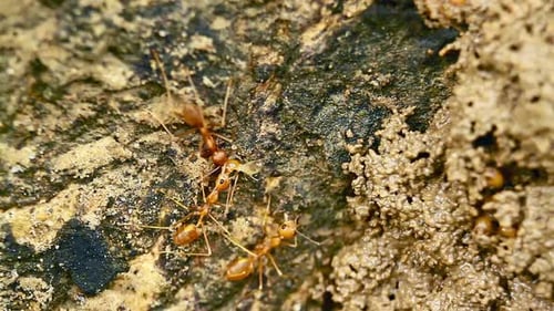 Rote Ameisen und Termiten im Bardia-Nationalpark, Nepal