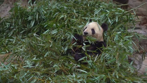 Adorable Panda Eating Bamboo in Natural Habitat