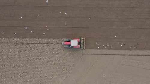 A Tractor Plowing a Field is Swarmed by Birds Before Seed Drilling