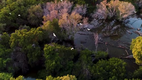 Aerial view of water birds flying over green vegetation, U.A.E.